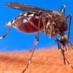 Dengue fever rises among Swedes