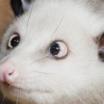 Heidi the cross-eyed opossum to tip Oscars