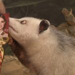 Cross-eyed opossum Heidi gets Oscar tips partly right