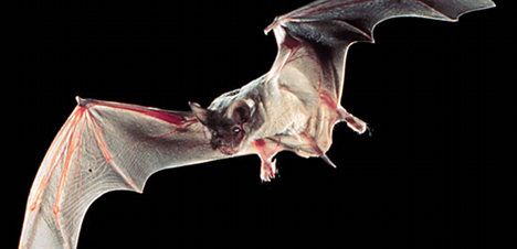 Half of Swiss bats have malaria