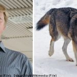 Sweden replies to EU wolf hunt reprimand