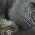 Zürich zoo celebrates gorilla birth