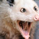 Portly cross-eyed opossum Heidi slims down with strict diet