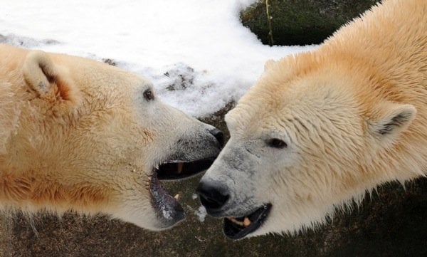 He also did not get along with other polar bears very well.Photo: DPA