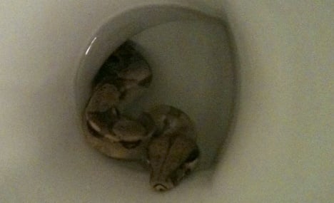 Girl finds boa constrictor in toilet