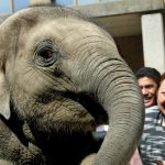 After Knut, Berlin Zoo loses young elephant