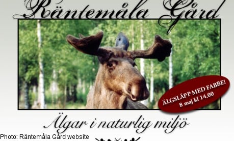 Famous Swedish elk is pregnant