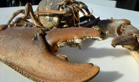Lobster protection law could force better crustacean conditions