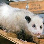 No babies for cross-eyed opossum Heidi, zoo says