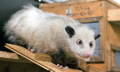 No babies for cross-eyed opossum Heidi, zoo says