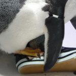 Pervy penguin falls in love with keeper’s rubber boots
