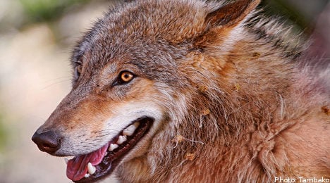 Swedish hunters slam wolf population proposal