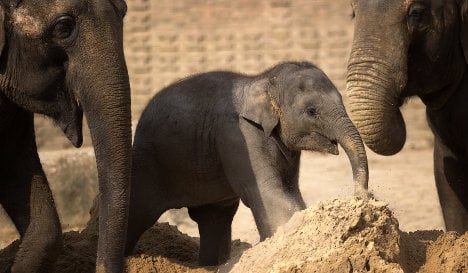 Herpes virus kills elephants in Berlin Zoo
