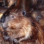 Beavers buzzing in Bernese waters