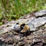 Swedish insect shoots larvae into victims’ eyes