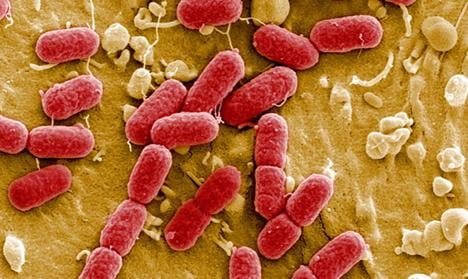Death toll from E. coli outbreak rises to five