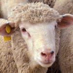 Swedish man accused of sex with sheep