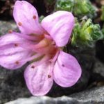 ‘Miracle plant’ found at record altitude
