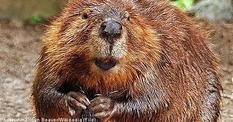 Swedish police called to fight beaver invasion