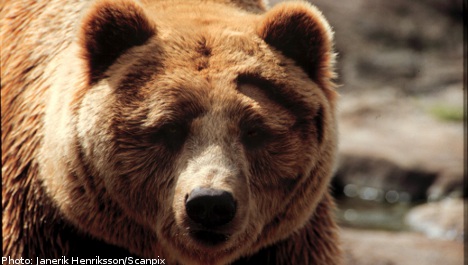 New cruel bear trap found in Swedish woods