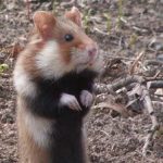 France in trouble over rare rodent