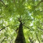 UNESCO puts five German beech forests on world heritage list