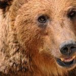 Bear sighted in popular Engadine region