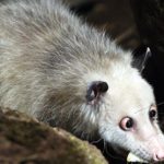 Cross-eyed opossum gets new enclosure, prepares for big debut