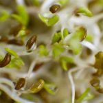 Deadly E. coli found on bean sprouts
