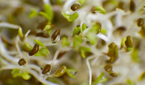 Deadly E. coli found on bean sprouts