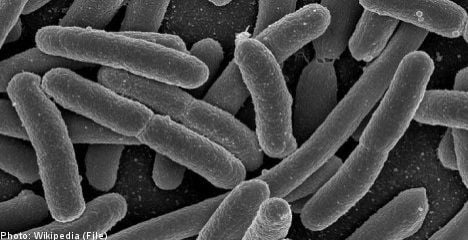 UK sprouts firm rejects French E.coli claims