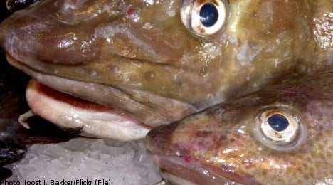 Fishing industry quiet on worms in cod: report