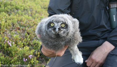 Rare owls breed again after good ‘lemming-year’