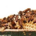 Honey-craving bear attacks beehives