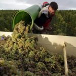 Cultivating the king of grapes