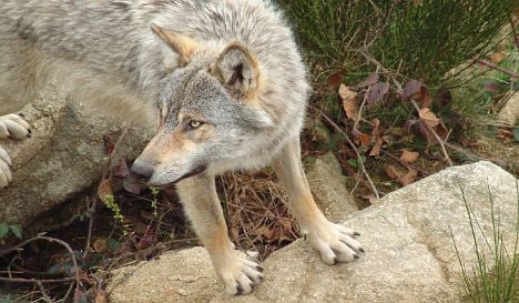 Rise in wolf attacks alarms farmers