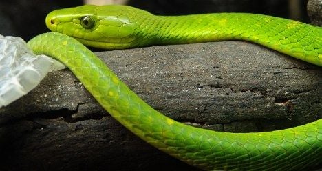 This is a green mamba but it's not Jürg. 