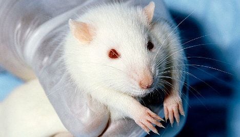 Animals used for Swiss cosmetics tests