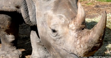 Swedish museum hit by rhino horn heist