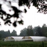 E. coli tainted farm cleared to reopen