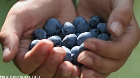 ‘Lazy’ Romanian berry pickers in wage protest