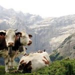 Crazy cows attack Alpine hikers