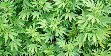 Medical 'marijuana' coming to Sweden