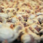 Power cut leaves 117,000 chickens to suffocate in factory farm