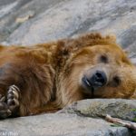 Bear hunting season opens in Sweden