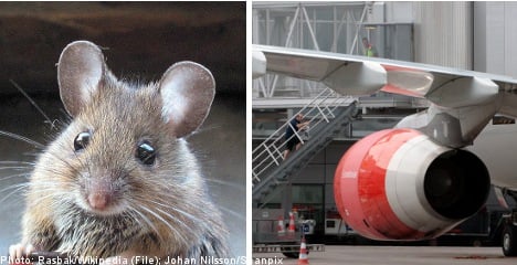 Mouse stops US-bound SAS flight in Stockholm
