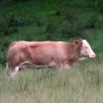 Race is on to find escaped cow Yvonne before hunters kill her