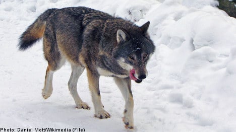 Sweden trying to 'trick' EU on wolf hunt