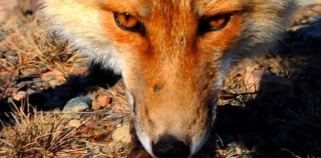 Fox attacks 3-year old Swiss girl in bed