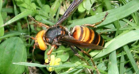 Asian hornet kills second French victim